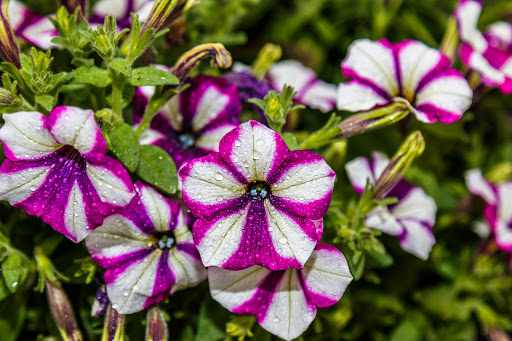 AsturFlora Naves de Llanes